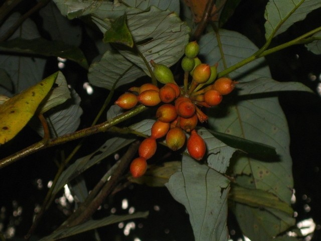 Hình ảnh chùm quả cây Nhãn chày