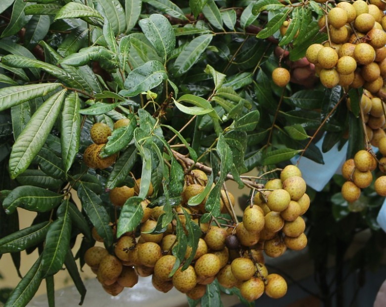 Hình ảnh  chùm quả Nhãn