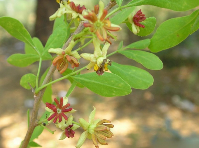 Hình ảnh hoa cây Cần thăng 