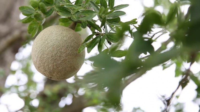 Hình ảnh quả cây Cần thăng 