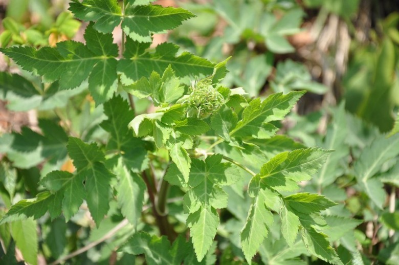 Hình ảnh cây Cảo bản