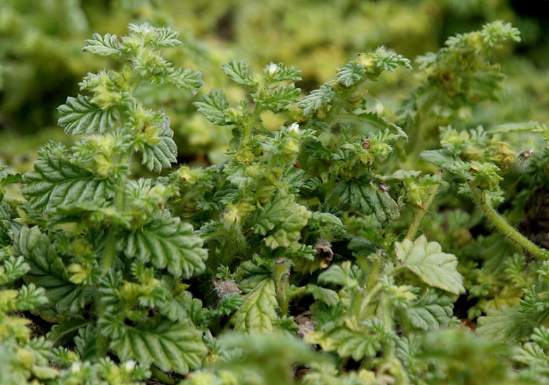 Hình ảnh cây Cáp điền