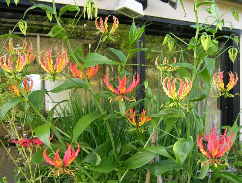 Hình ảnh hoa cây Ngót nghẻo