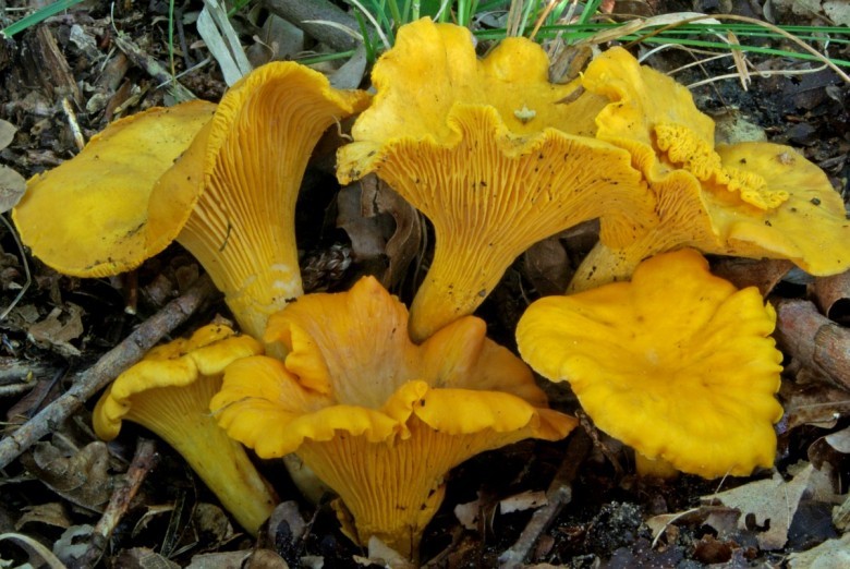 Hình ảnh cây Nấm mào gà