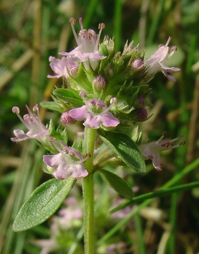 Hình ảnh hoa cây Cỏ xạ hương