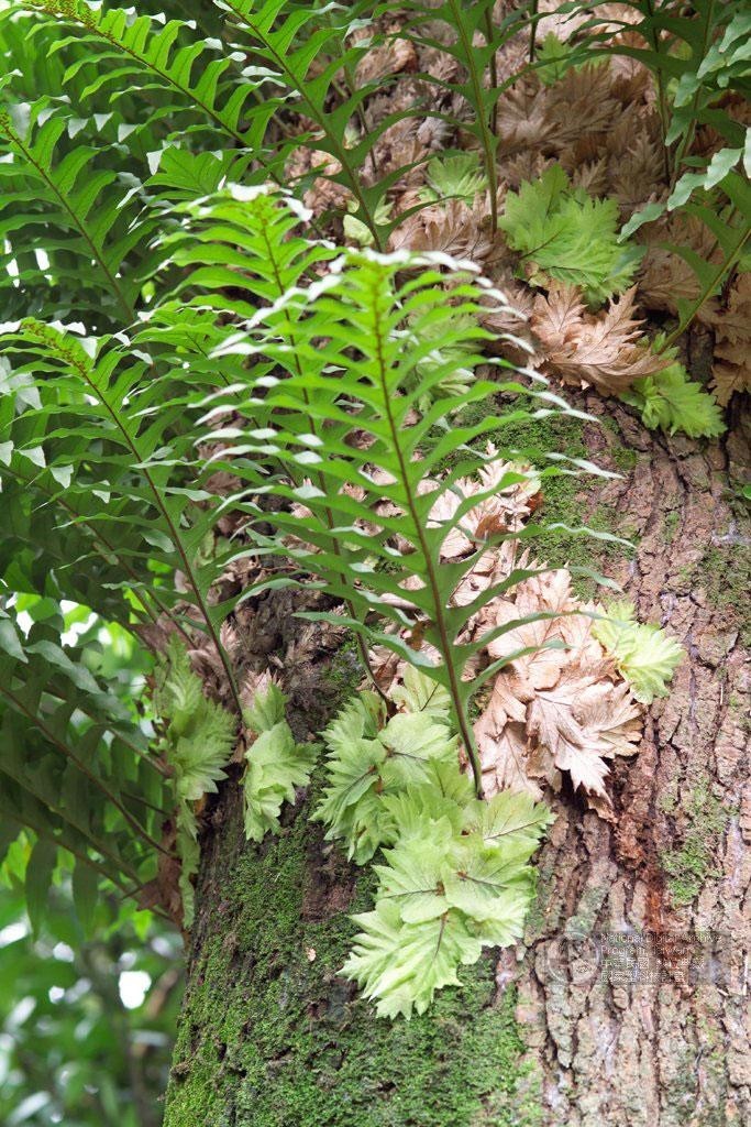 Hình ảnh cây Cốt toái bổ