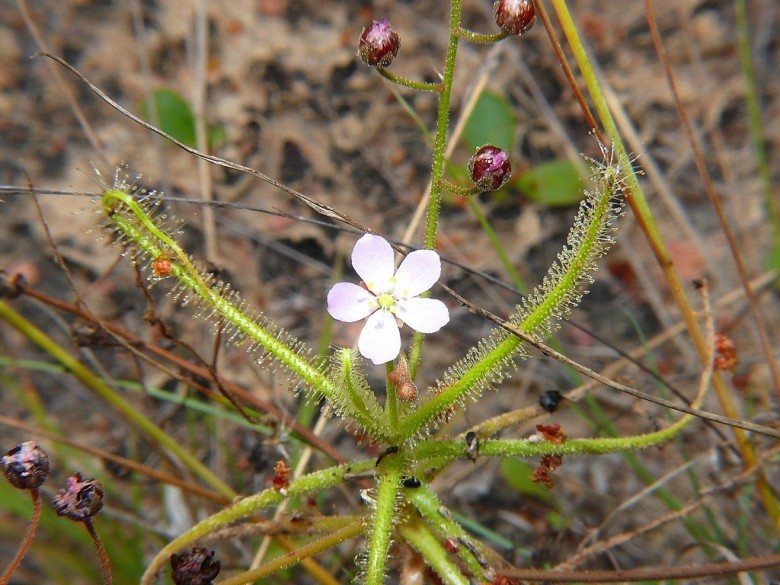 Hình ảnh cây Cỏ trói gà