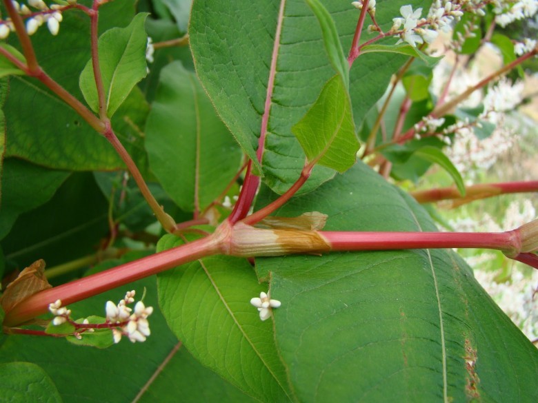 Hình ảnh cây Cốt khí củ (Reynoutria japonica Houtt)