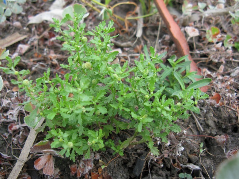 Hình ảnh cây Cỏ the