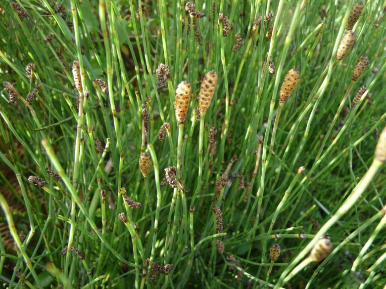 Hình ảnh cây Cỏ tháp bút yếu