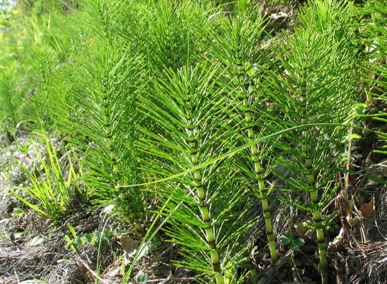 Hình ảnh cây Cỏ tháp bút