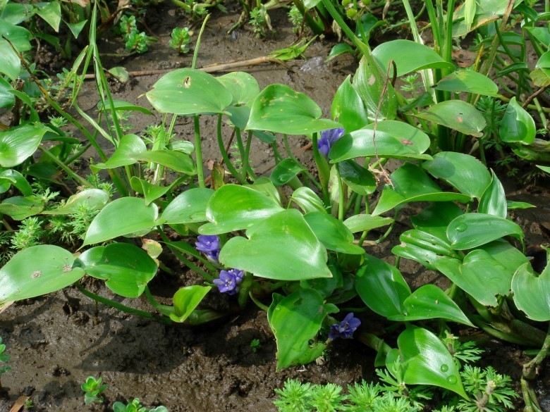 Hình ảnh cây Rau mát