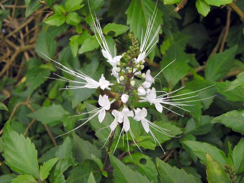 Hình ảnh cây Râu mèo