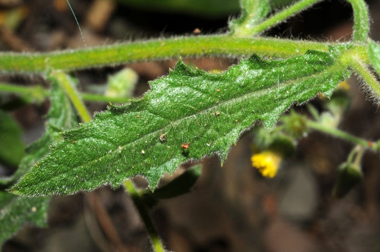 Hình ảnh cây Ðại bi lá lượn