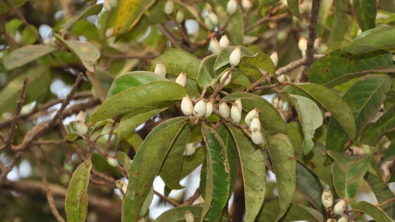 Hình ảnh quả cây Dung đất