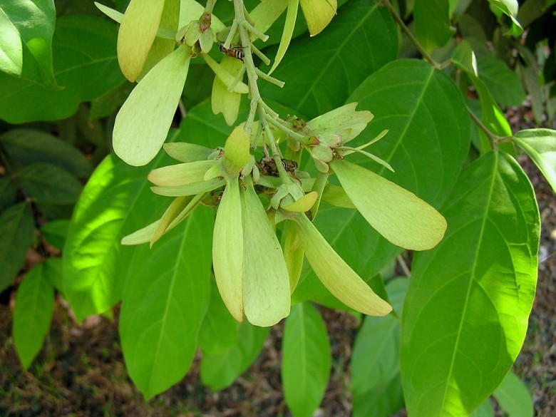 Hình ảnh cây Dùi đục