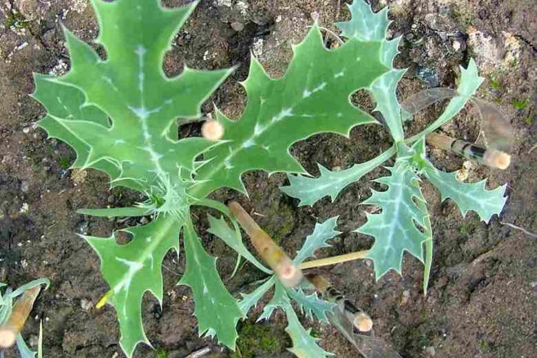 Hình ảnh cây Gai cua