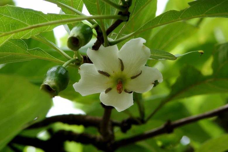 Hình ảnh cây Găng nước