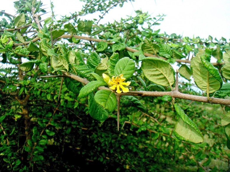 Hình ảnh cây Găng trắng