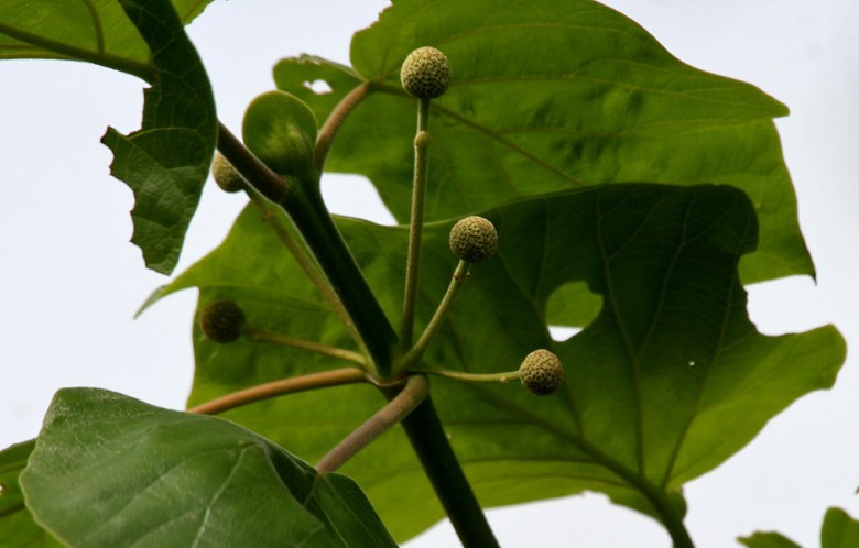 Hình ảnh quả, cây Gáo tròn