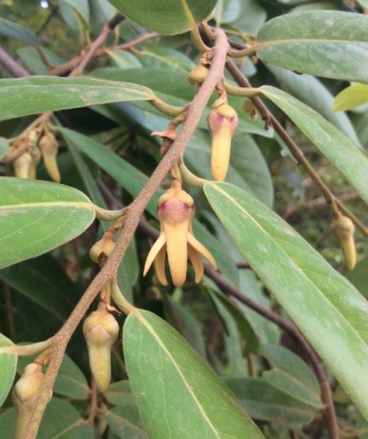 Hình ảnh hoa cây Giền