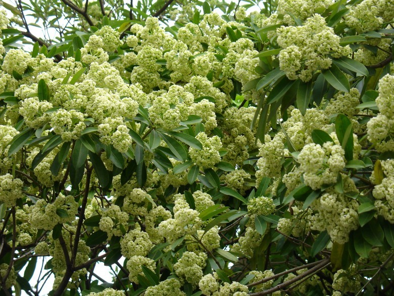 Hình ảnh hoa sữa