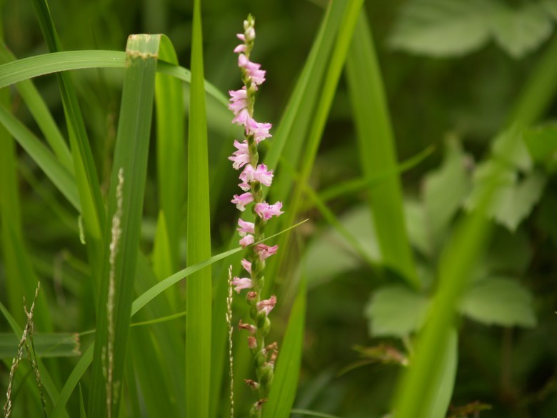 Hình ảnh cây Lan cuốn chiếu