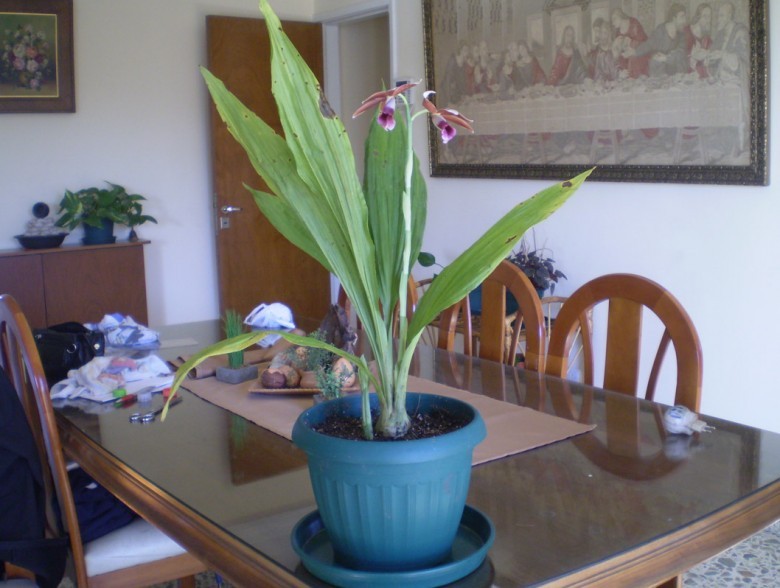 Hình ảnh cây Lan hạc đính