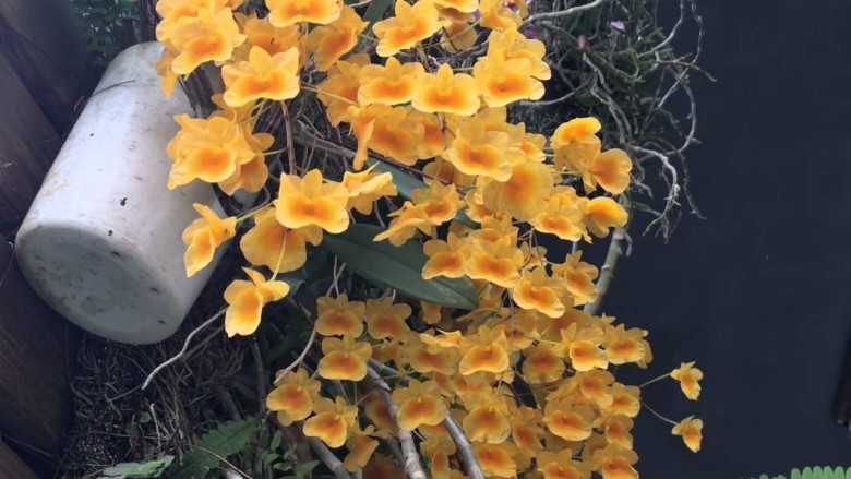 Hình ảnh cây Lan vẩy rắn