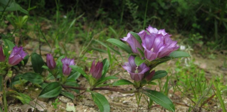 Hình ảnh hoa, cây Long đởm cứng