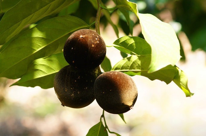 Hình ảnh quả cây Lọ nồi Hải nam