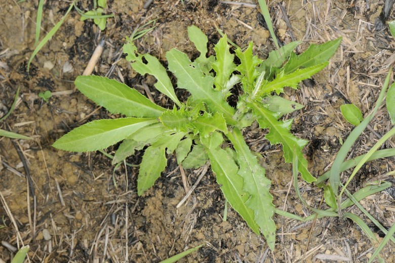 Hình ảnh cây Luân kế non