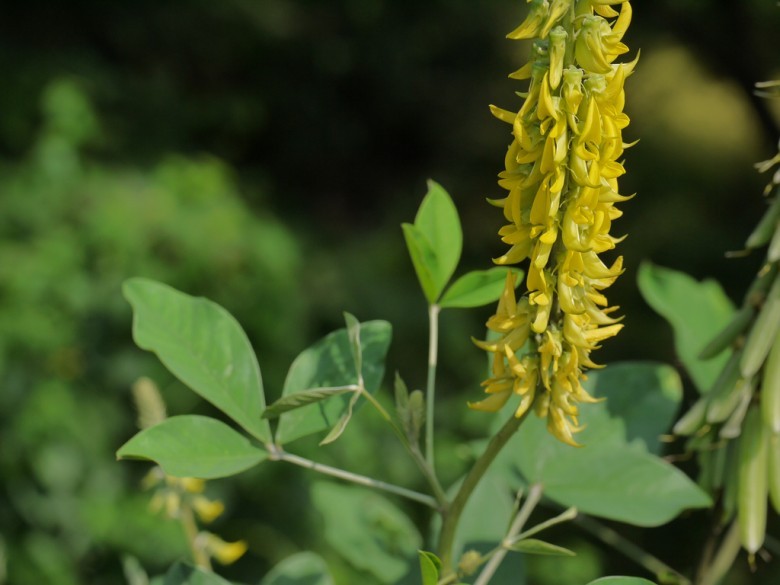 Hình ảnh cây Lục lạc bá bắc