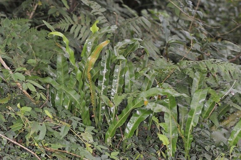 Hình ảnh cây Ổ sao dãy