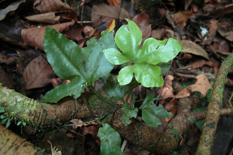 Hình ảnh cây Ổ vạch lá ngón còn non