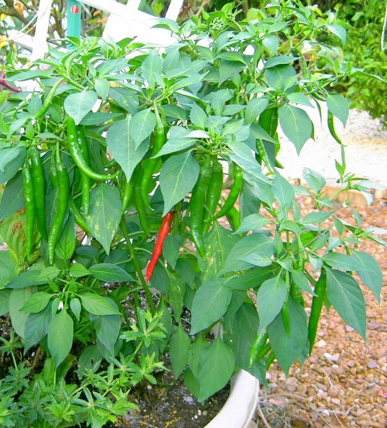 Hình ảnh cây Ớt