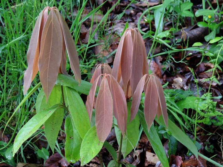 Hình ảnh lá cây Quế hoa trắng