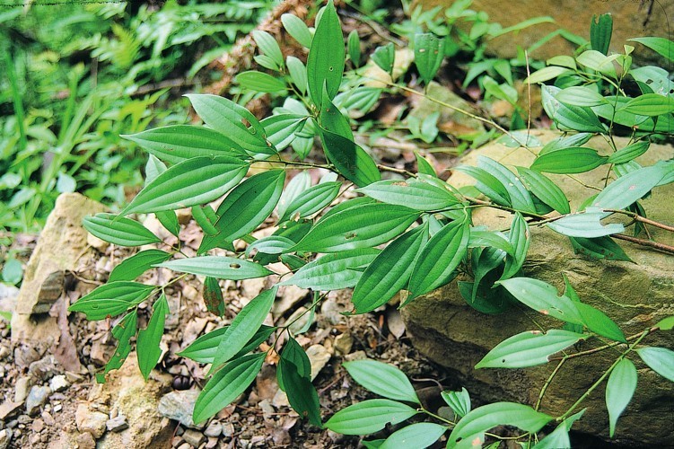 Hình ảnh lá cành cây Quế gân to