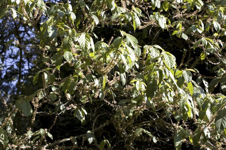 Hình ảnh bụi cây Ná nang lá nguyên