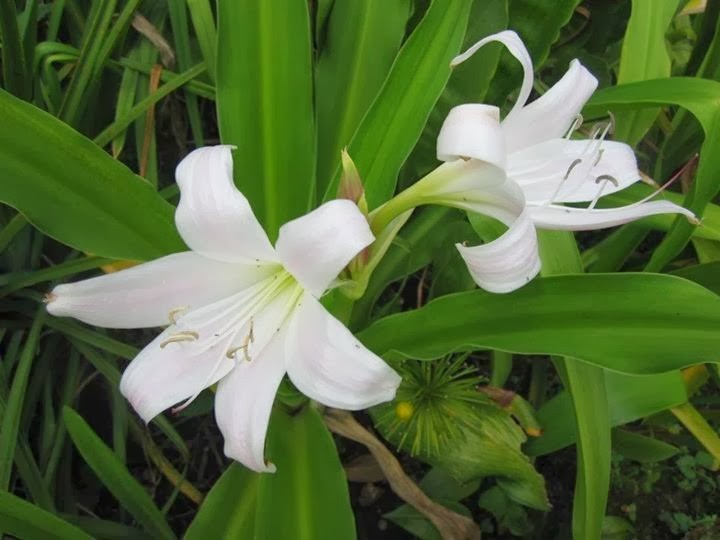 Hình ảnh cây Náng lá rộng