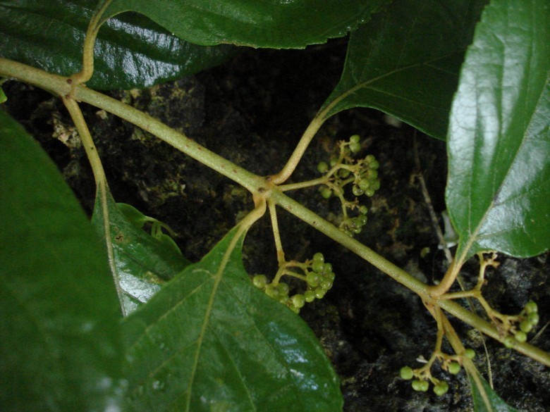 Hình ảnh cây Nàng nàng