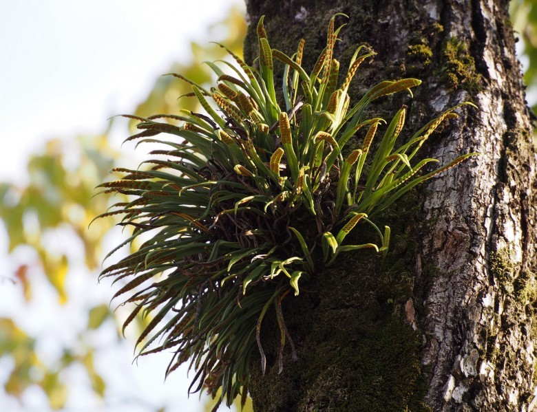 Hình ảnh cây Ngõa vi