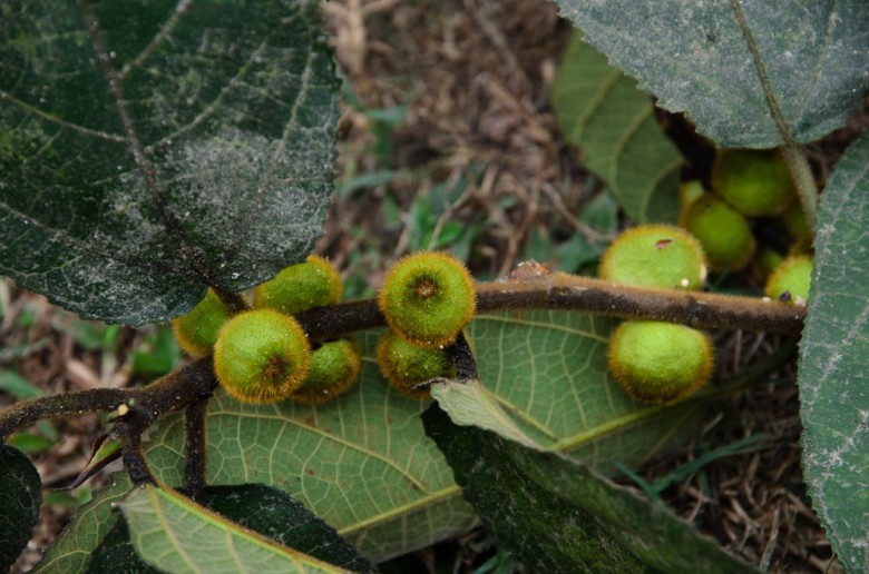 Hình ảnh cây Ngõa lông