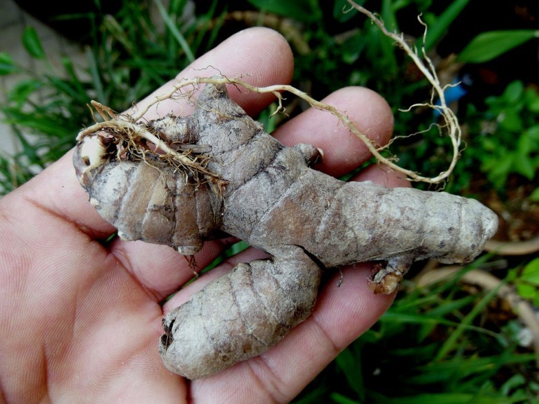 Hình ảnh củ cây Nghệ ten đồng