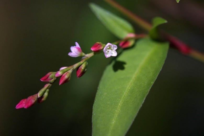 Hình ảnh hoa cây Nghể mềm