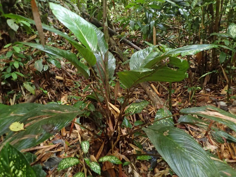 Hình ảnh cây Ngải Rợm