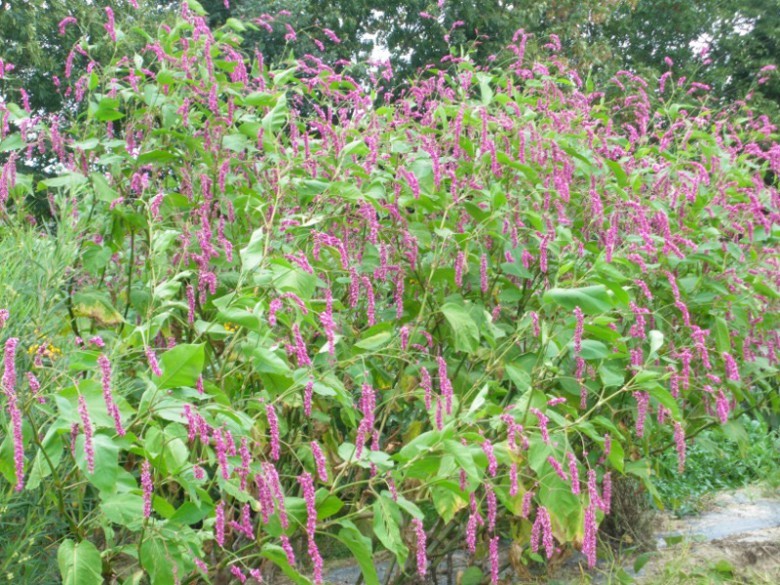 Hình ảnh cây Nghể đông