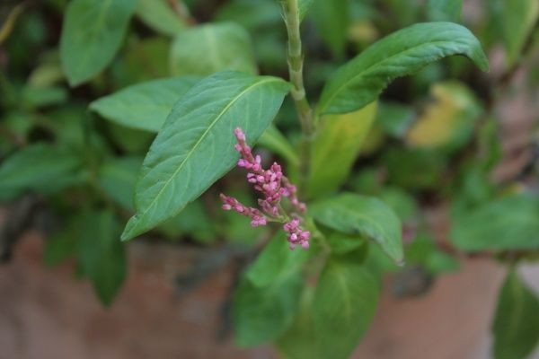 Hình ảnh cây Nghể chàm