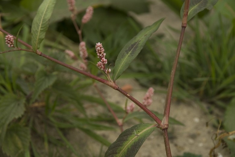 Hình ảnh cây Nghể bún