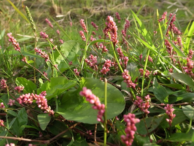 Hình ảnh cây Nghể bụi